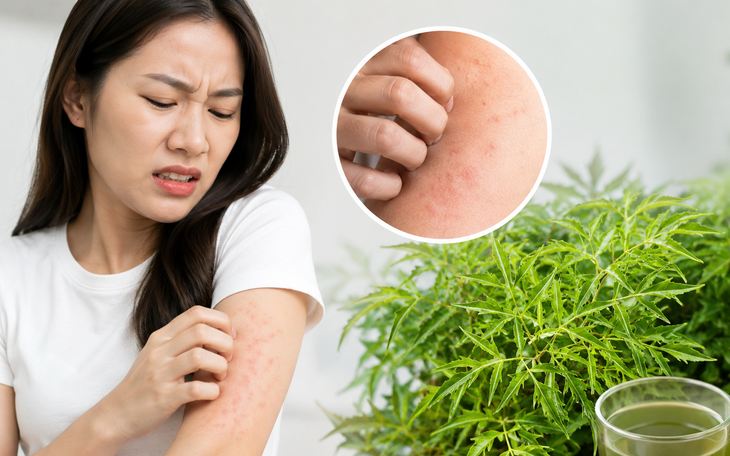 Khám Phá 5 Phương Pháp Sử Dụng Lá Đinh Lăng Để Cải Thiện Giấc Ngủ