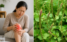 ThS. Lương y Phạm Đức Tuấn: Hành Trình Tôn Vinh Nghề Y Tại Việt Nam