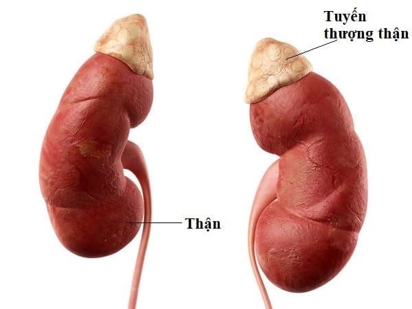 Những Dấu Hiệu Cần Quan Tâm Về Suy Tuyến Thượng Thận Ở Trẻ Em