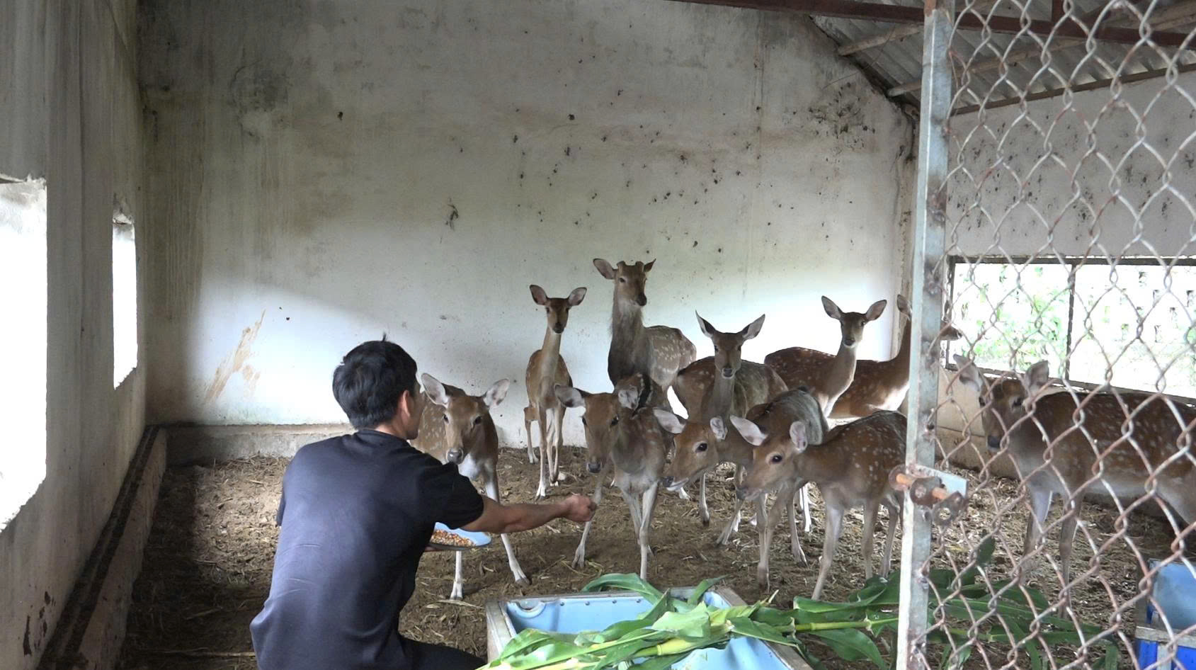 Cơ sở hiện tại của anh duy trì ổn định khoảng 15 con hươu cái sinh sản và hơn 30 con hươu đực - Ảnh 4.