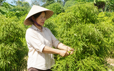 Những Thời Điểm Cần Tránh Uống Trà Xanh Sau 50 Tuổi