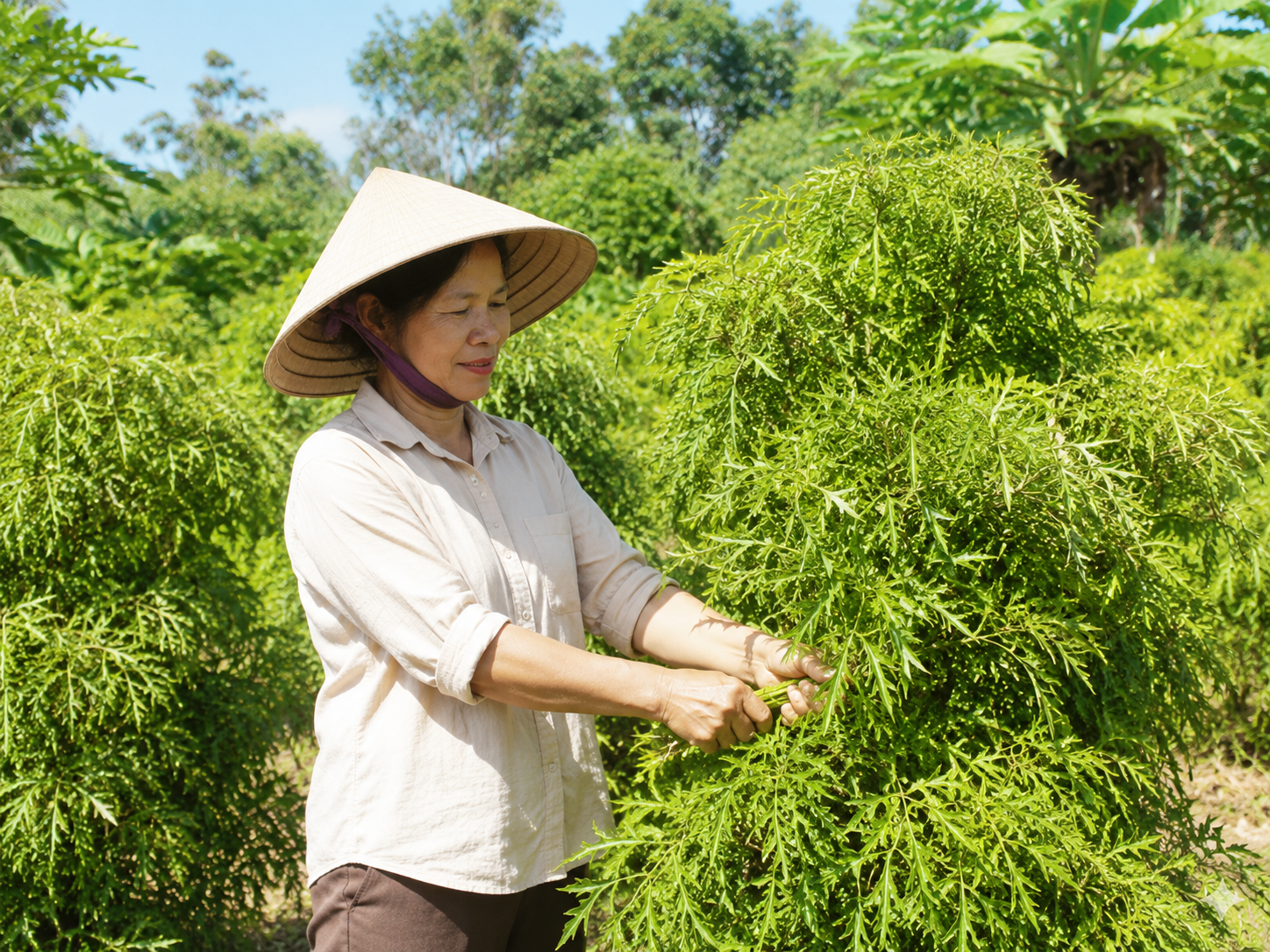 2-17859013707181241659777 Thời điểm thu hái lá đinh lăng tốt nhất trong ngày là từ 9-11 giờ. Ảnh AI
