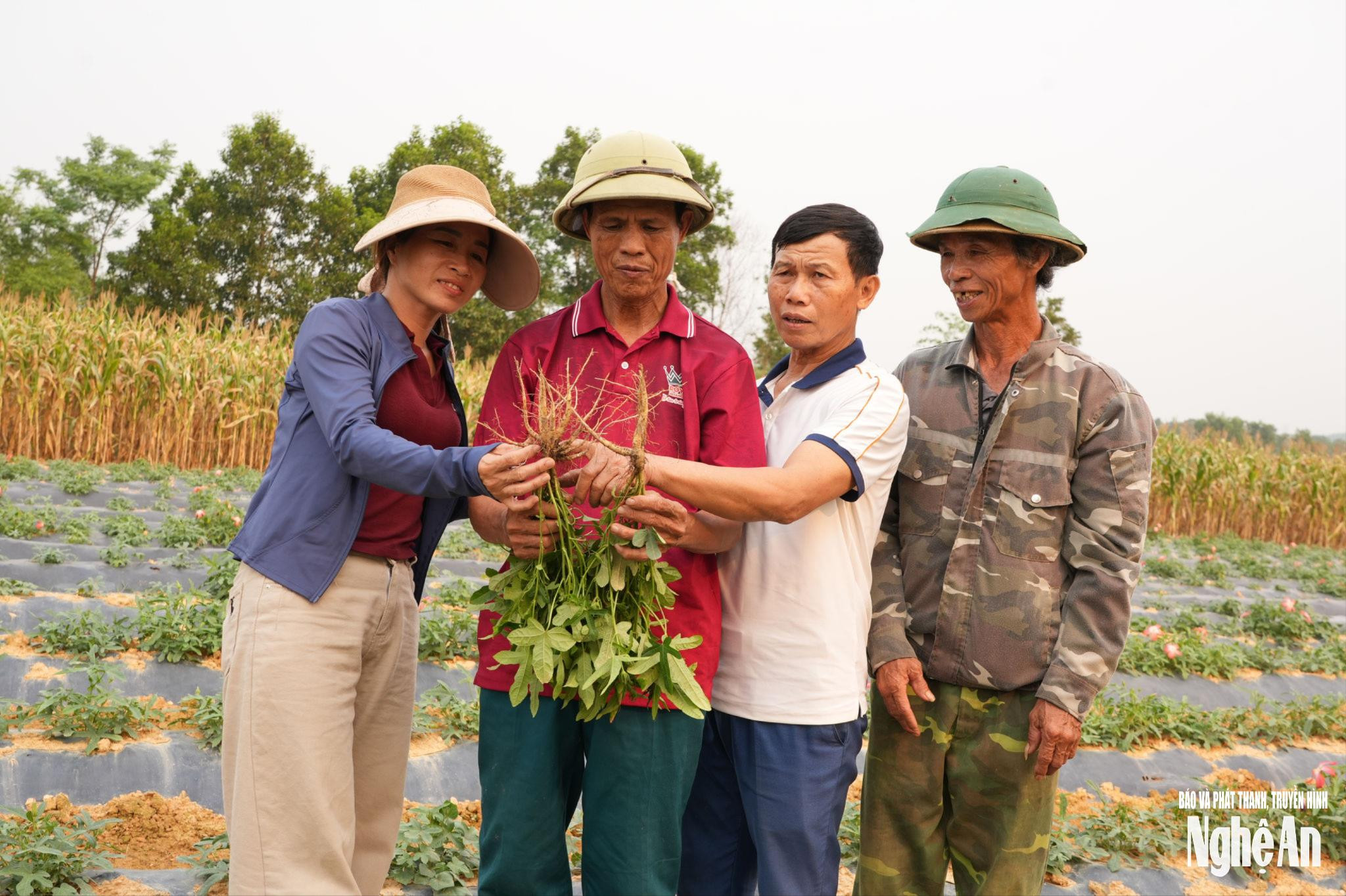 Đẩy Mạnh Phát Triển Ngành Dược Liệu Tại Nghệ An: Hướng Đi Bền Vững