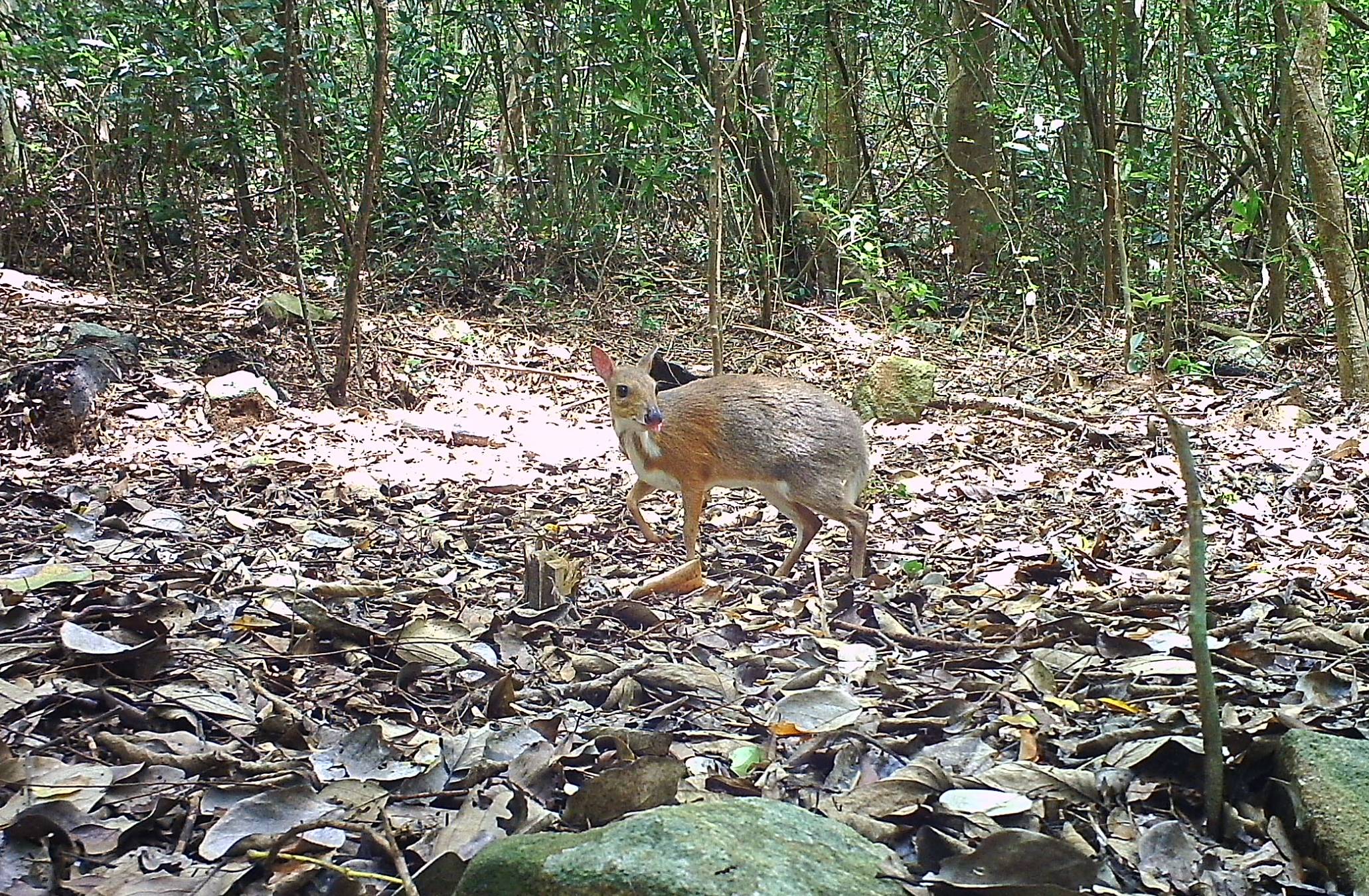 edit-cheo-cheo-lung-bac-co-ten-khoa-hoc-la-silver-backed-chevrotain-duoc-ghi-nhan-xuat-hien-tai-vqg-nui-chua-17861655599321637789463 Khám Phá Thế Giới Động Vật Quý Hiếm Tại Rừng Khánh Hòa - Ảnh 1.