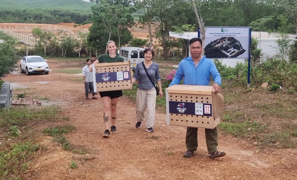 ga-loi-lam-mao-trang-17858893778892029181099 Loài gà quý hiếm có thể đã tuyệt chủng ngoài tự nhiên 'hồi hương' từ châu Âu- Ảnh 1.