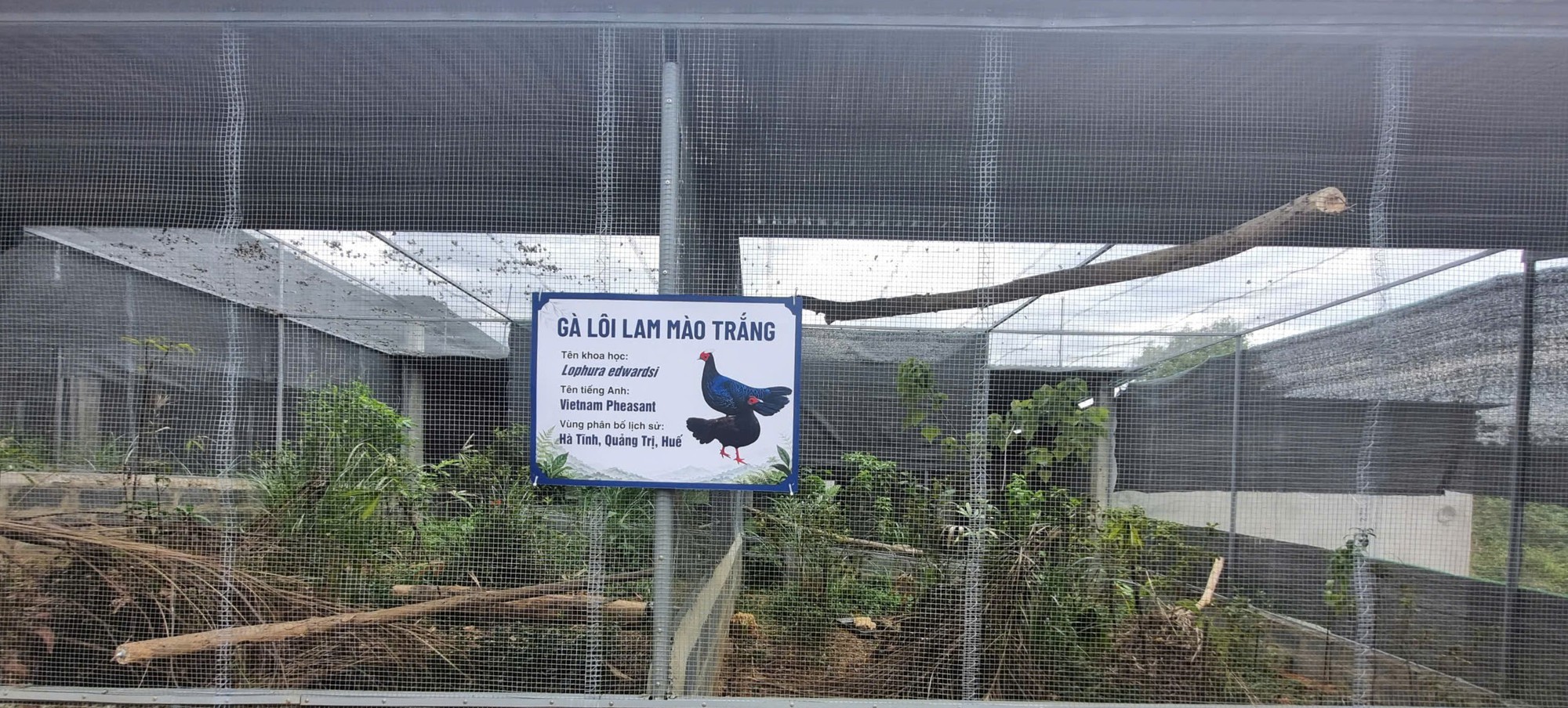 img1388-17858891824781142807182 Loài gà quý hiếm có thể đã tuyệt chủng ngoài tự nhiên 'hồi hương' từ châu Âu- Ảnh 4.
