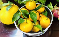 Nước Dừa Và Sốt Xuất Huyết: Thông Tin Cần Biết Khi Bù Nước