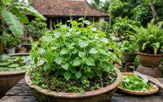 Sức Mạnh Cơ Đùi: Chìa Khóa Để Sống Khỏe và Lâu Dài