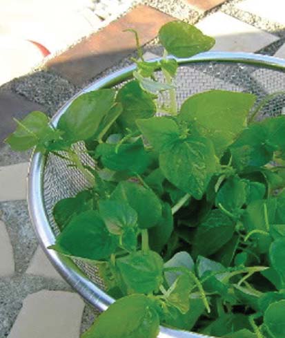 6 món ăn bổ dưỡng từ rau càng cua - Ảnh 4.