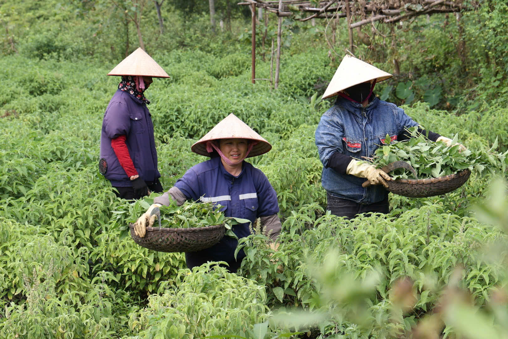 thu-hai-duoc-lieu-1786503264894868473178 Làng cổ Sinh Dược: Giữ nghề thuốc Nam, phát triển OCOP bền vững- Ảnh 1.
