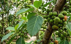 9 Thói Quen Vàng Giúp Cải Thiện Giấc Ngủ và Bảo Vệ Sức Khỏe Não
