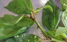 Biến đi bộ hằng ngày thành buổi luyện thân hiệu quả: 3 chiến thuật thực dụng