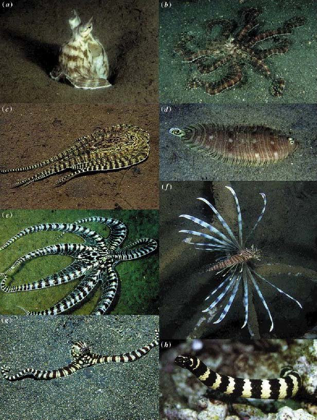 mimic-octopus-a-sentinel-state-in-mouth-of-burrow-b-normal-foraging-colour-178817739323684464171 Từ hình dáng bình thường, bạch tuộc bắt chước có thể tự biến thành cá thờn bơn, cá sư tử và rắn cạp nia biển. Ảnh: M. Norman, R. Steene