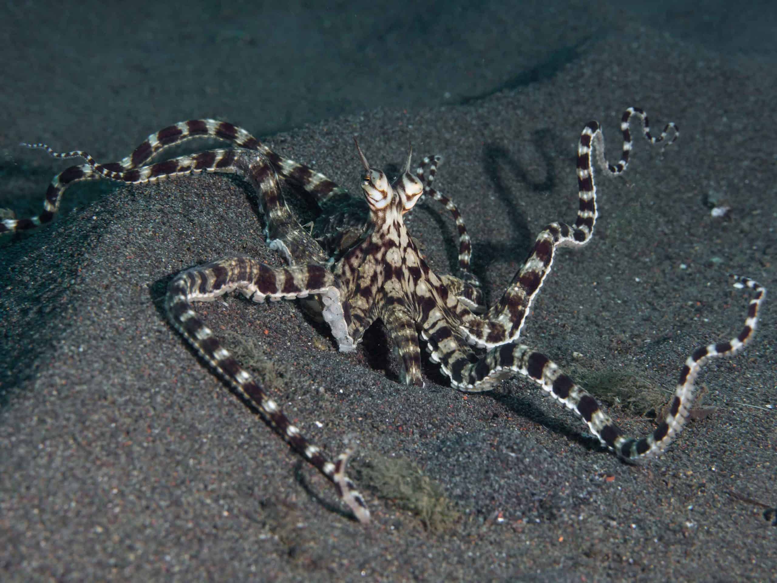 mimicoctopus9web-scaled-1788177760649663896531 Bạch tuộc bắt chước có khả năng tự vệ